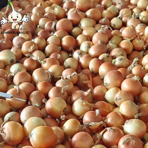 Round Golden Natural Fresh Onion For Mexican Cuisine Contains Fibre And Fat, Round or high round, Suitable for export