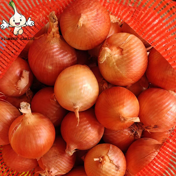 Chinese Gansu Yellow Round Natural Fresh Onion Health Benefits , 5 - 9cm , Non-Peeled, Onion brassy to pale yellow