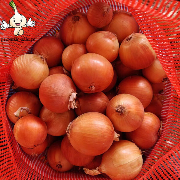 Gansu Yellow Round Natural Fresh Onion