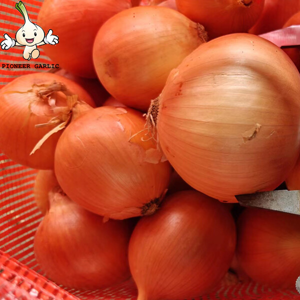 Fresh Vegetable White Natural Fresh Onion Non-Peeled Low Fats And Sodium For Powder, for dehydration processing