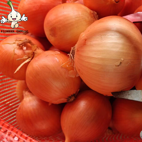 Round Golden Natural Fresh Onion For Mexican Cuisine Contains Fibre And Fat, Round or high round, Suitable for export