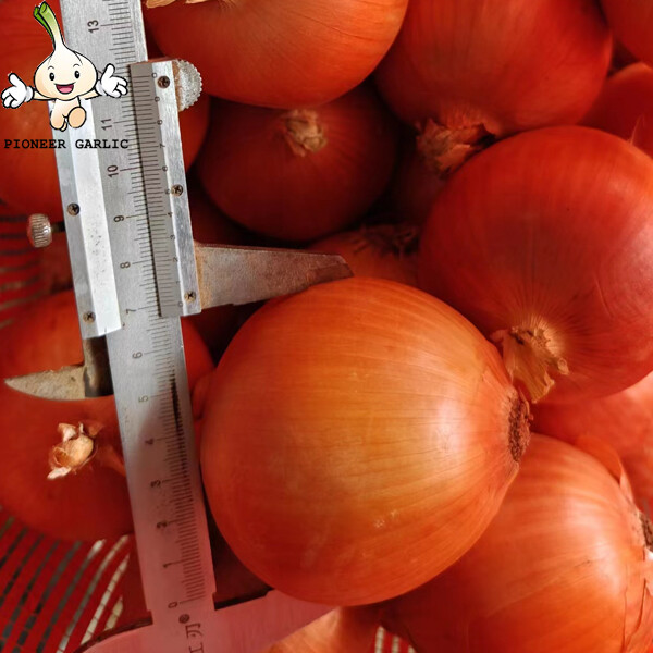 Fresh Vegetable White Natural Fresh Onion Non-Peeled Low Fats And Sodium For Powder, for dehydration processing