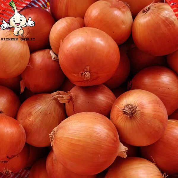 Yellow Natural Fresh Onion With Sweet Flavour Contains Water, Sugar, More resistant to storage,transportation