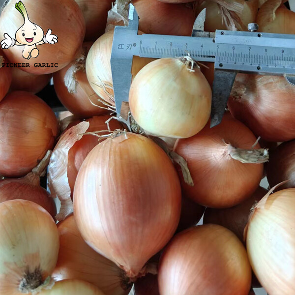 Round Golden Natural Fresh Onion For Mexican Cuisine Contains Fibre And Fat, Round or high round, Suitable for export