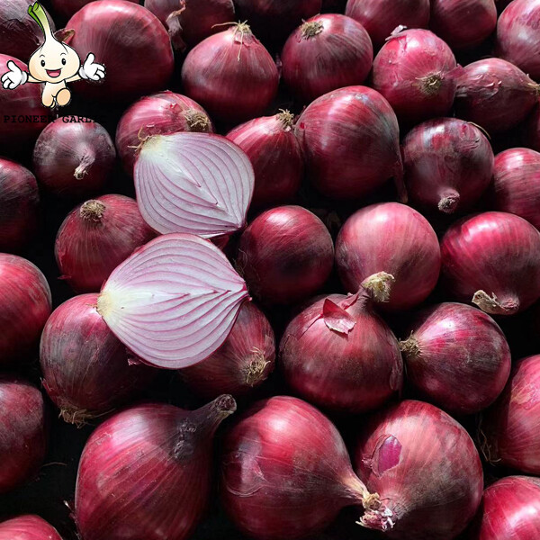 Organic Anti-Inflammatory Red Natural Fresh Onion Contains Vitamin B6 , C, Appearance of prunosus onion