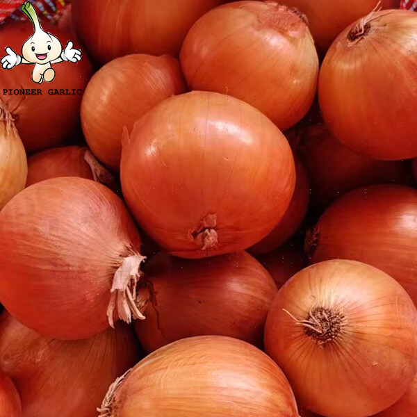 Gansu Yellow Round Natural Fresh Onion