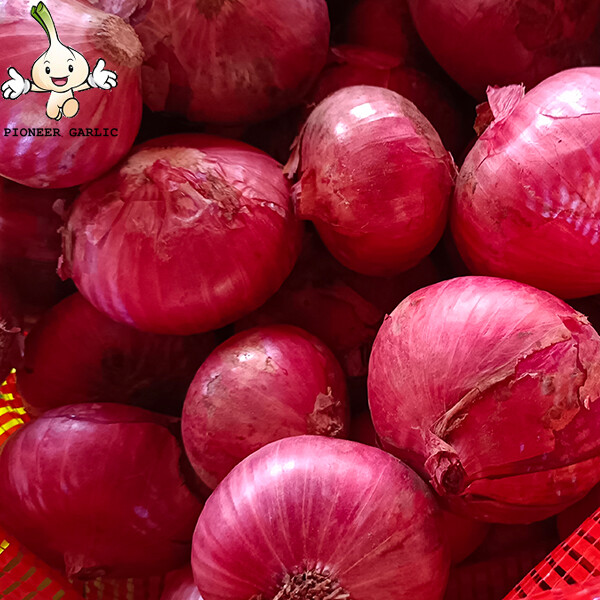 Fresh Vegetable / Red Asian Shallots Contains Flavonoids And Phenols, the strong smell of onion